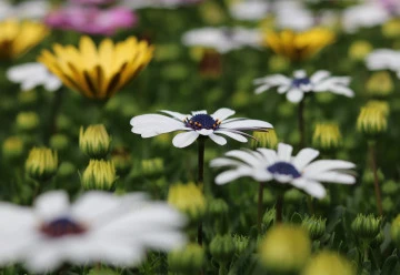 Blíží se čas babího léta, jak se postarat o květiny?