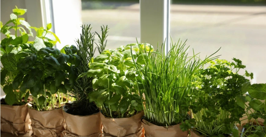 Bylinky je možné pěstovat i v bytě