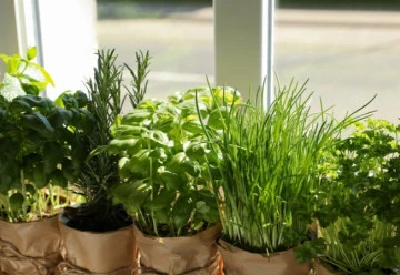 Bylinky je možné pěstovat i v bytě