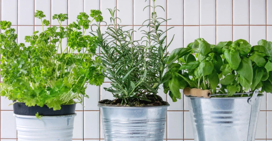 Bazalka – pěstování a její využití