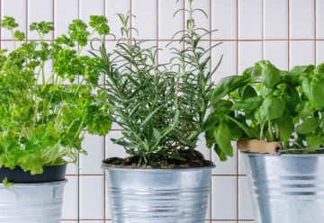 Bazalka – pěstování a její využití