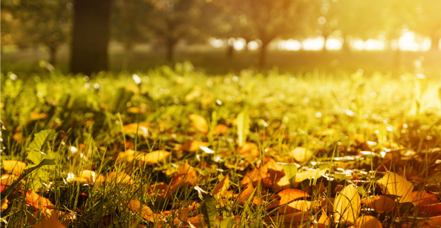 Ani v září se na zahradě nemusíte nudit