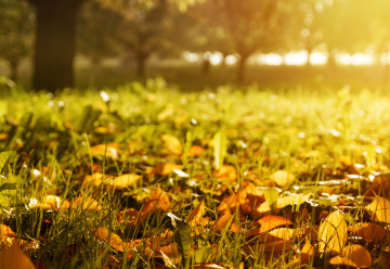 Ani v září se na zahradě nemusíte nudit