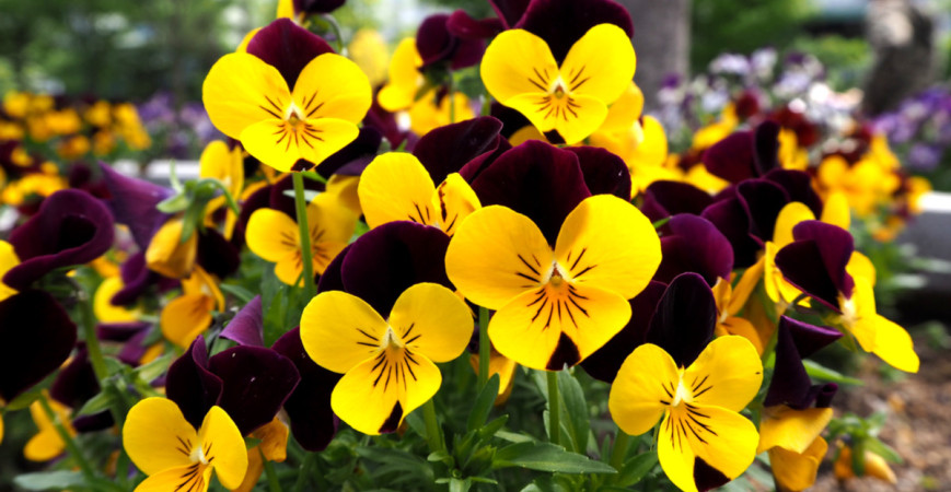 Červen – čas výsevu dvouletek!