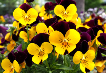 Červen – čas výsevu dvouletek!