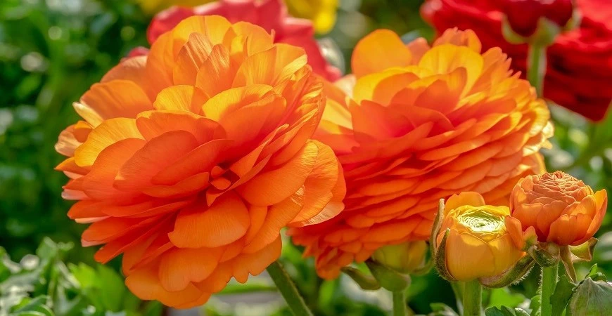 Pryskyřníky – pěstování z cibulky 