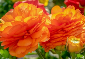 Pryskyřníky – pěstování z cibulky 