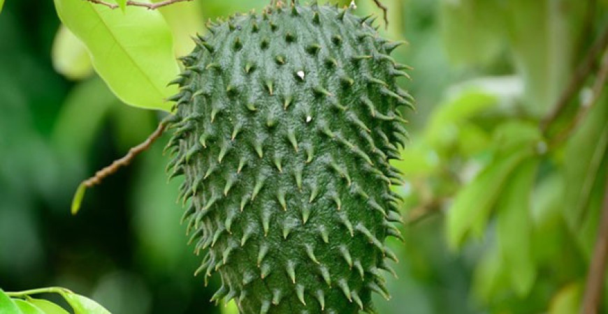 Chuť jahod a banánu se snoubí v láhevníku