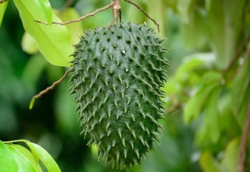 Chuť jahod a banánu se snoubí v láhevníku