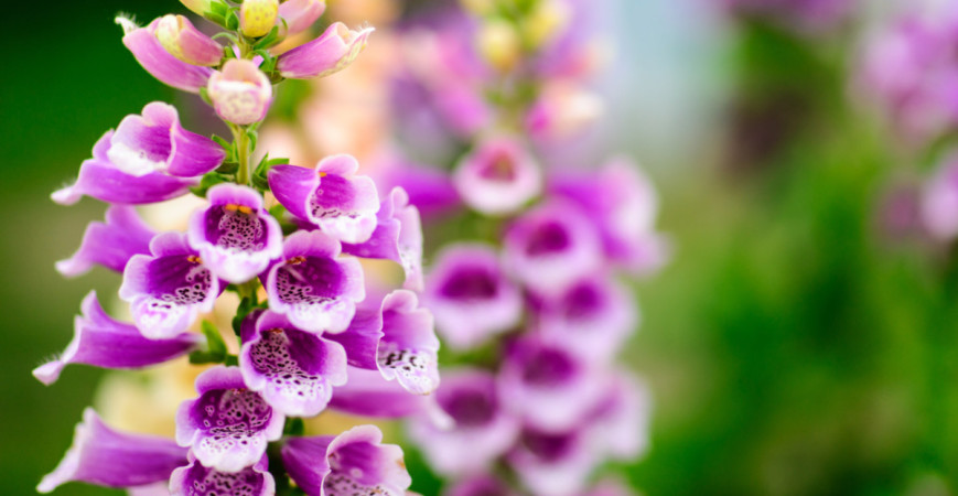 Hrachor, skočec a náprstník: krásné, ale jedovaté rostliny pěstované v zahradách (1)