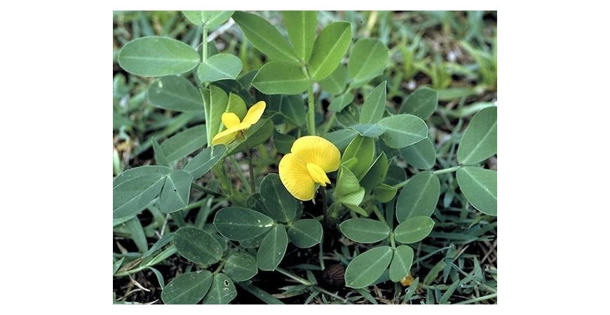 Podzemnice olejná, aneb vypěstujte si svoje buráky