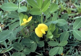 Podzemnice olejná, aneb vypěstujte si svoje buráky