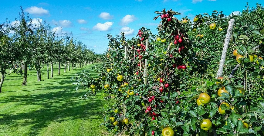 Ochrana stromů v předjaří
