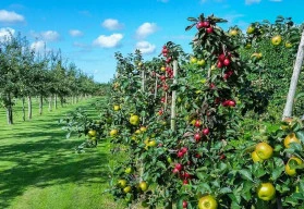 Ochrana stromů v předjaří