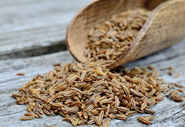 Kmín kořenný a římský