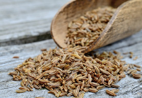 Kmín kořenný a římský