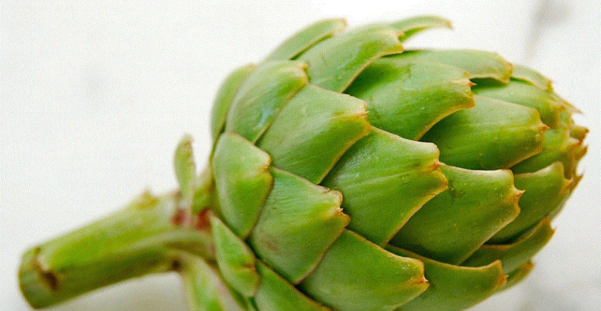 Artyčoky – proč a jak je pěstovat?