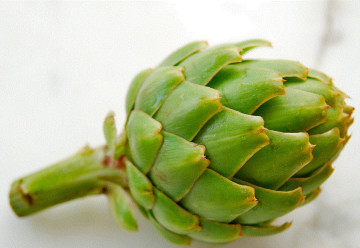 Artyčoky – proč a jak je pěstovat?