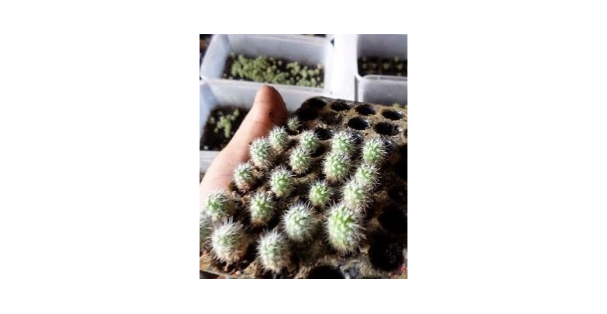 Pěstování kaktusů