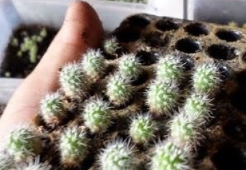 Pěstování kaktusů