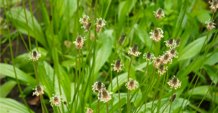 Jitrocel – pěstování a využití