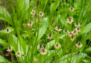 Jitrocel – pěstování a využití