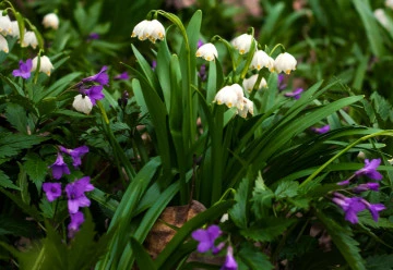 Sněženky a bledule – jedny z prvních jarních květin