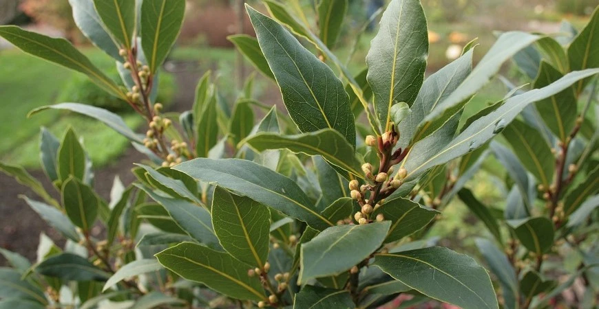 Vavřín vznešený, aneb bobkový list