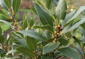 Vavřín vznešený, aneb bobkový list