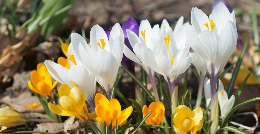 Pěstování a péče o krokusy