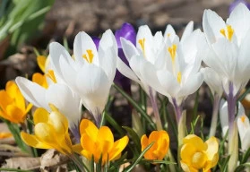 Pěstování a péče o krokusy