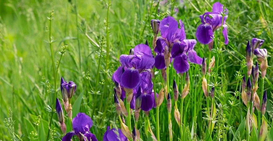 Kosatce - květy rozmanitých barev