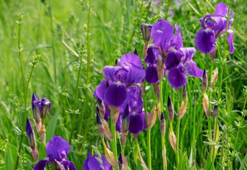 Kosatce - květy rozmanitých barev