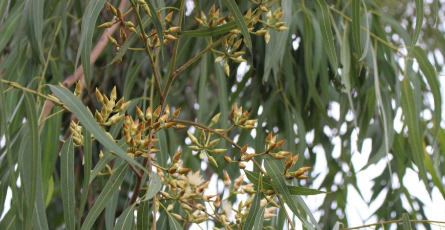 Pěstování eukalyptu není náročné