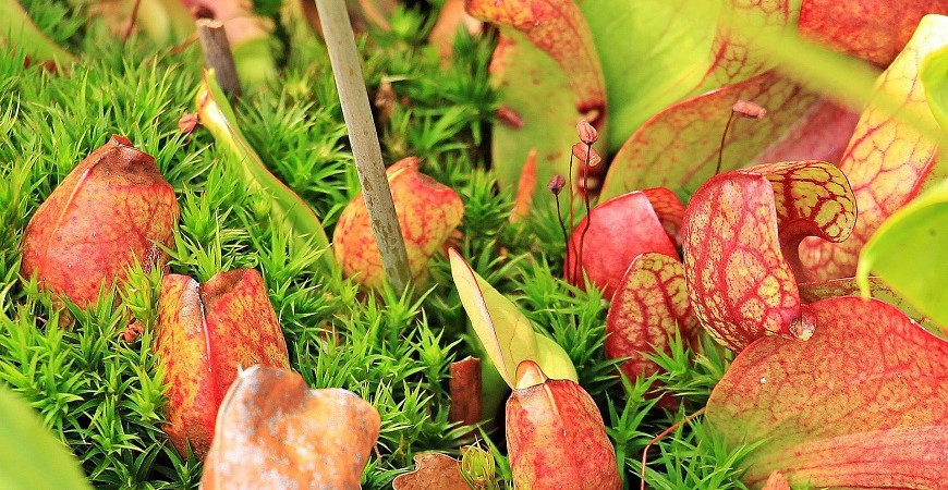 Špirlice - nejrozmanitější a největší druh masožravých rostlin na světě