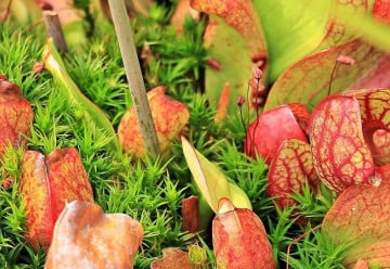 Špirlice - nejrozmanitější a největší druh masožravých rostlin na světě