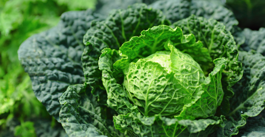 Zelenina od léta až do zimy