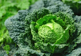 Zelenina od léta až do zimy