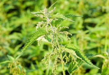 Proč kopřiva pálí? A jak ji využít?