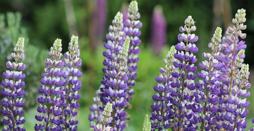 Lupina – rostlina původních venkovských zahrad