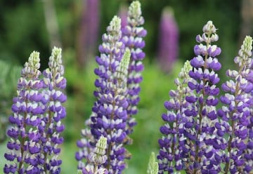 Lupina – rostlina původních venkovských zahrad