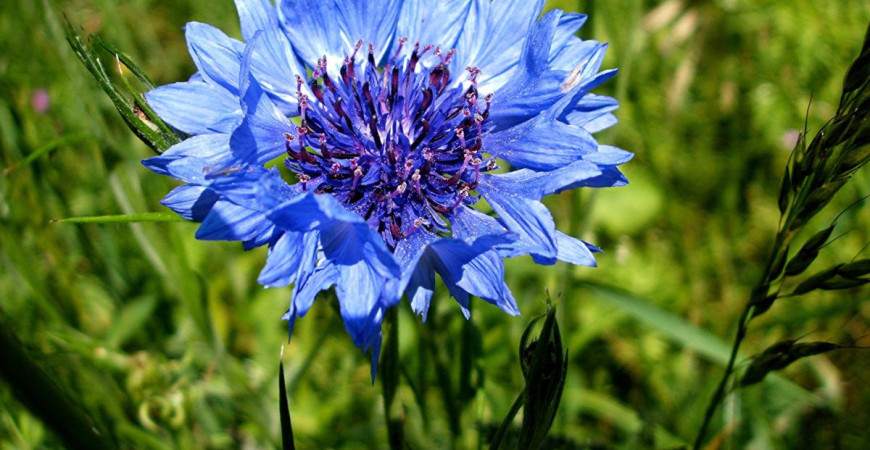 Modrá je dobrá a uklidňující