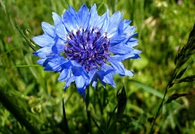 Modrá je dobrá a uklidňující