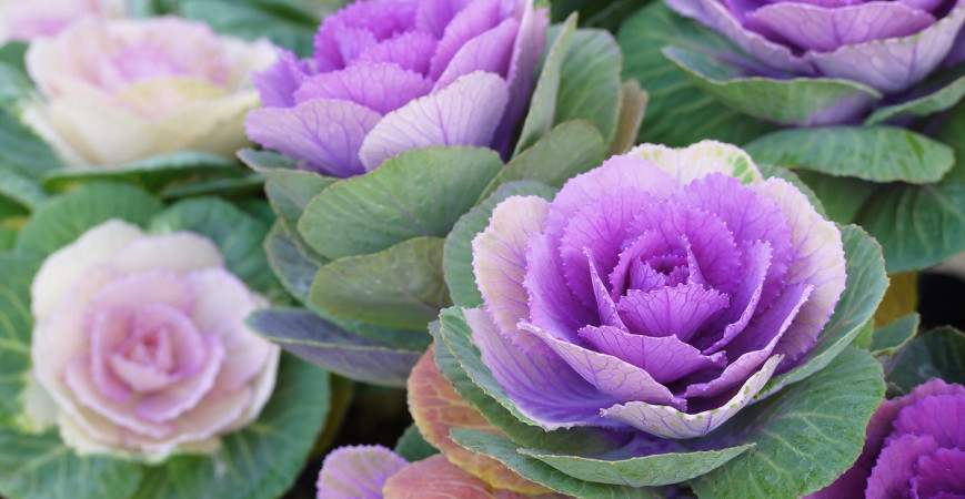 Aby byly záhony barevné i v zimě