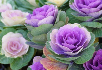 Aby byly záhony barevné i v zimě