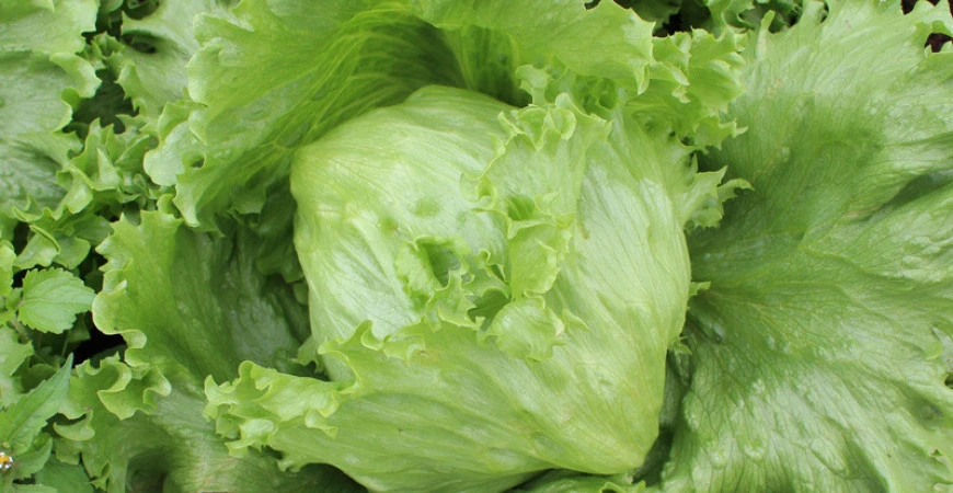 Pěstujeme saláty ze semen