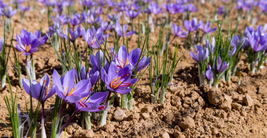 Nejdražší koření na světě – vypěstujte si šafrán