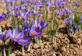 Nejdražší koření na světě – vypěstujte si šafrán
