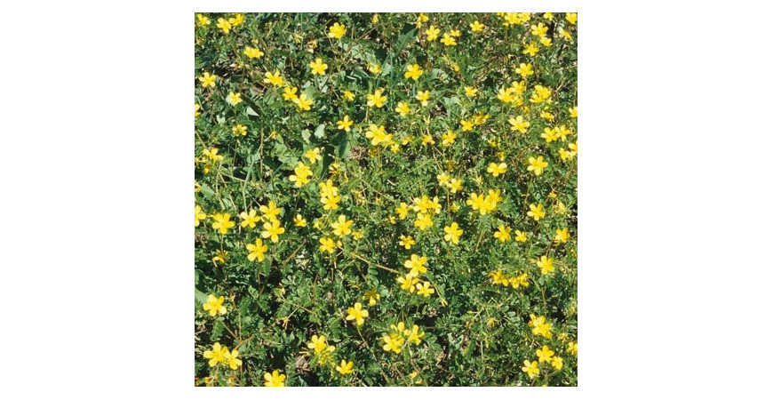 Kotvičník - jak na pěstování