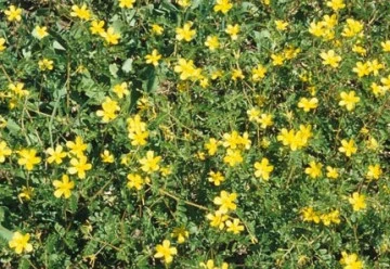 Kotvičník - jak na pěstování